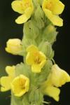 Verbascum densiflorum