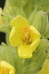 Verbascum densiflorum