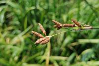 Schoenoplectus lacustris