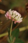 Trifolium hybridum