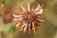 Trifolium hybridum