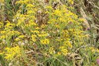 Senecio inaequidens