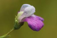 Lathyrus hirsutus