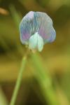Lathyrus hirsutus