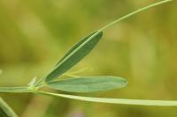 Lathyrus hirsutus