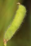 Lathyrus hirsutus