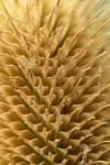 Dipsacus fullonum