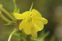 Oenothera biennis