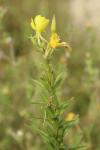 Oenothera biennis