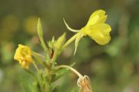 Oenothera biennis