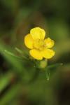 Ranunculus flammula