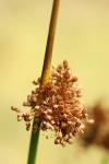 Juncus conglomeratus