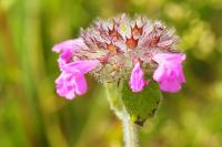 Clinopodium vulgare