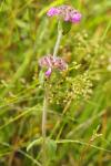 Clinopodium vulgare