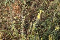 Verbascum pulverulentum