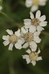 Achillea ptarmica
