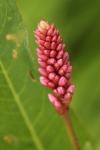Persicaria lapathifolia