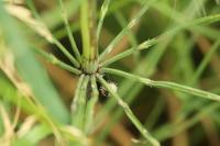 Equisetum arvense