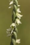 Spiranthes spiralis