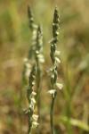 Spiranthes spiralis