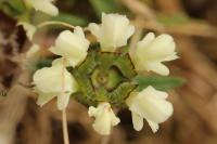 Prunella laciniata