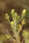 Andryala integrifolia