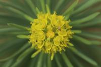 Euphorbia cyparissias
