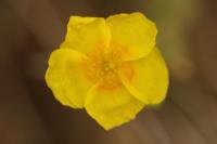 Helianthemum nummularium
