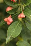 Euonymus europaeus