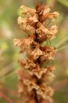 Orobanche amethystea