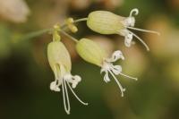 Silene vulgaris
