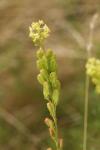 Reseda lutea