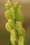 Reseda lutea