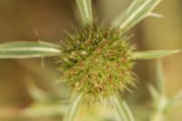 Eryngium campestre