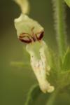 Stachys recta