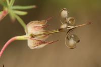 Geranium columbinum