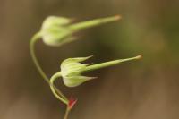 Geranium columbinum