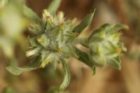 Filago pyramidata