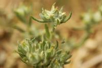 Filago pyramidata