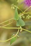 Fallopia convolvulus