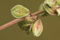 Fallopia convolvulus