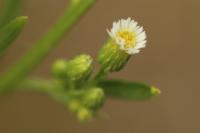 Erigeron canadensis