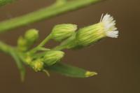 Erigeron canadensis