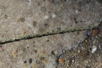 Sporobolus indicus