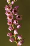 Calluna vulgaris
