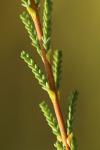 Calluna vulgaris