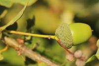 Quercus robur