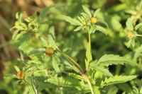 Bidens tripartita