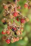 Rubus fruticosus