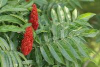 Rhus typhina